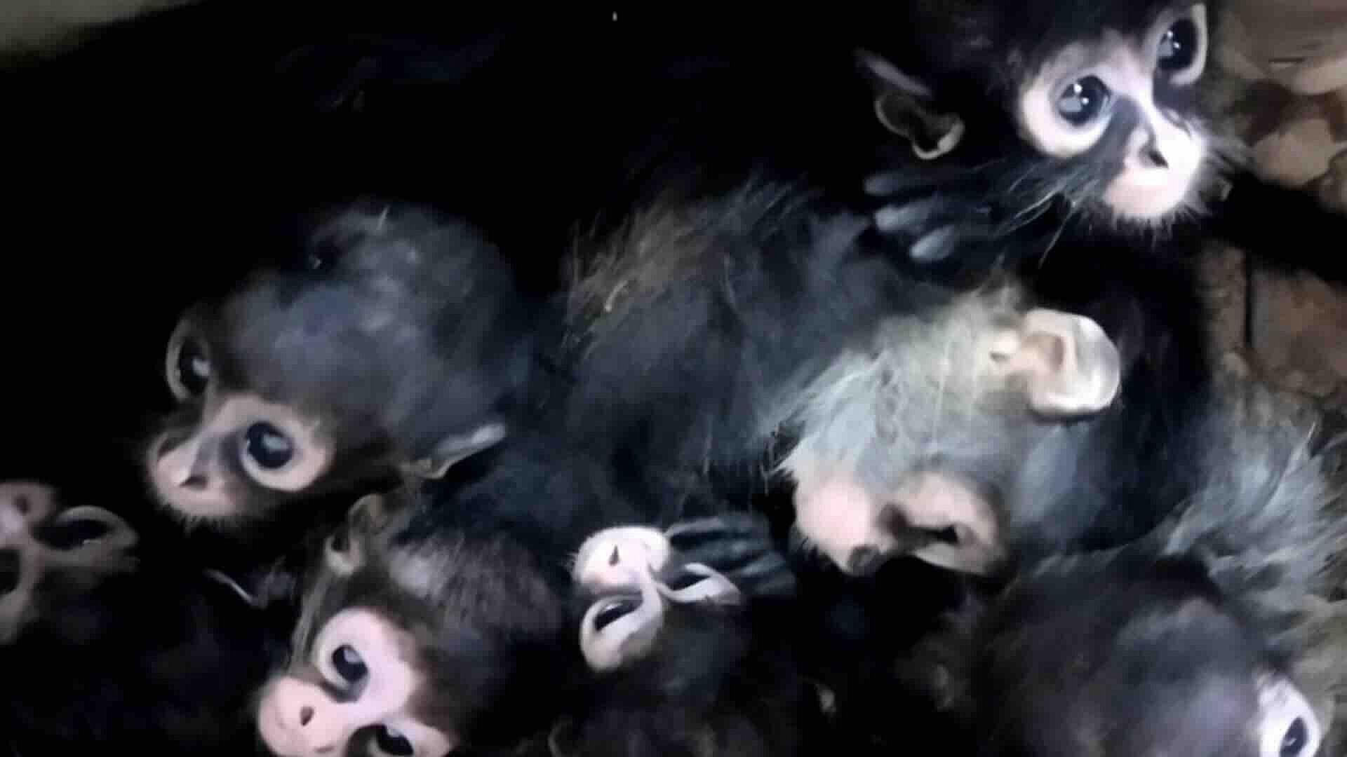 Foto | Detienen a Dos Personas con Nueve Crías de Mono Araña en Tabasco; Animales Fueron Resguardados